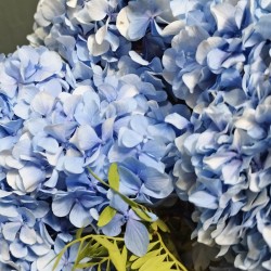 HORTENSIAS XXL