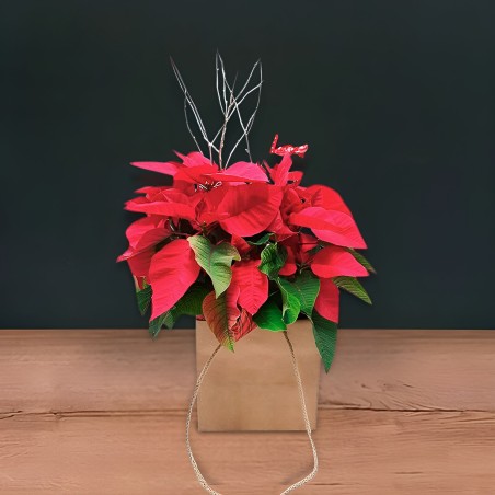 XMAS BAG POINSETTIA