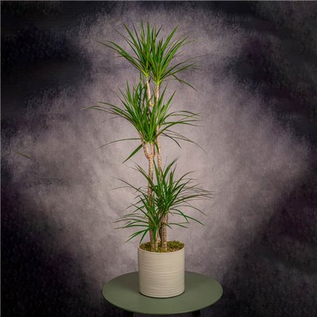 DRACENA