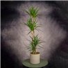 DRACENA