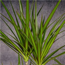 DRACENA