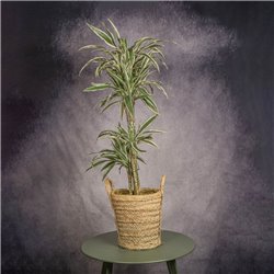 DRACENA LEMON