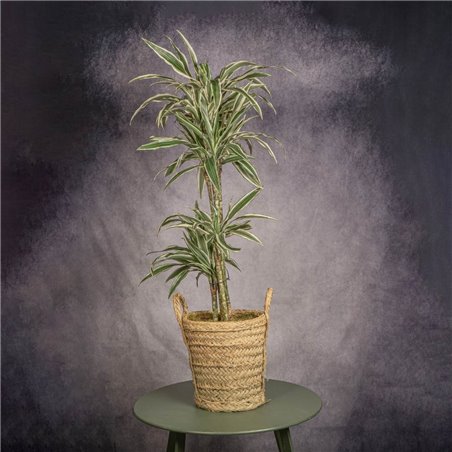 DRACENA LEMON