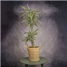 DRACENA LEMON
