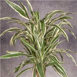 DRACENA LEMON