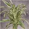 DRACENA LEMON