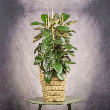 FICUS DECORA
