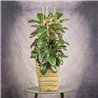 FICUS DECORA