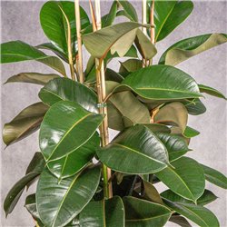 FICUS DECORA