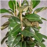FICUS DECORA
