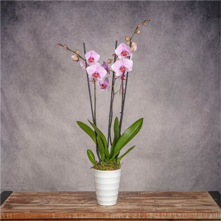 PHALAENOPSIS MALVA
