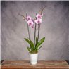 PHALAENOPSIS MALVA