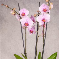 PHALAENOPSIS MALVA