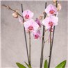 PHALAENOPSIS MALVA