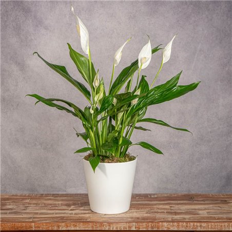 SPATHIPHYLLUM