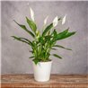 SPATHIPHYLLUM