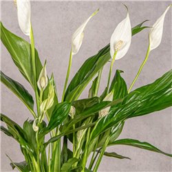 SPATHIPHYLLUM