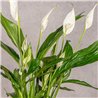 SPATHIPHYLLUM
