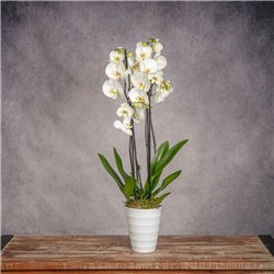 PHALAENOPSIS BLANCA
