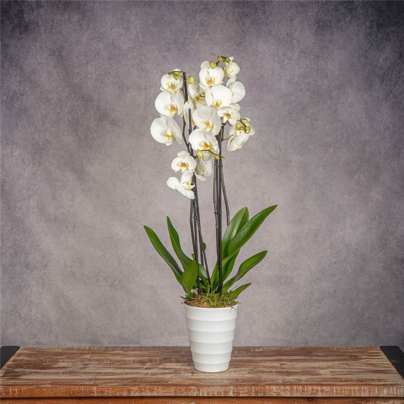 PHALAENOPSIS BLANCA