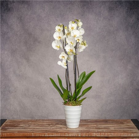 PHALAENOPSIS BLANCA