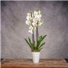 PHALAENOPSIS BLANCA