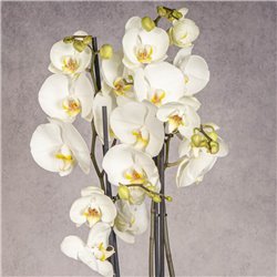 PHALAENOPSIS BLANCA