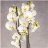 PHALAENOPSIS BLANCA
