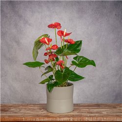 PLANTA ANTHURIUM