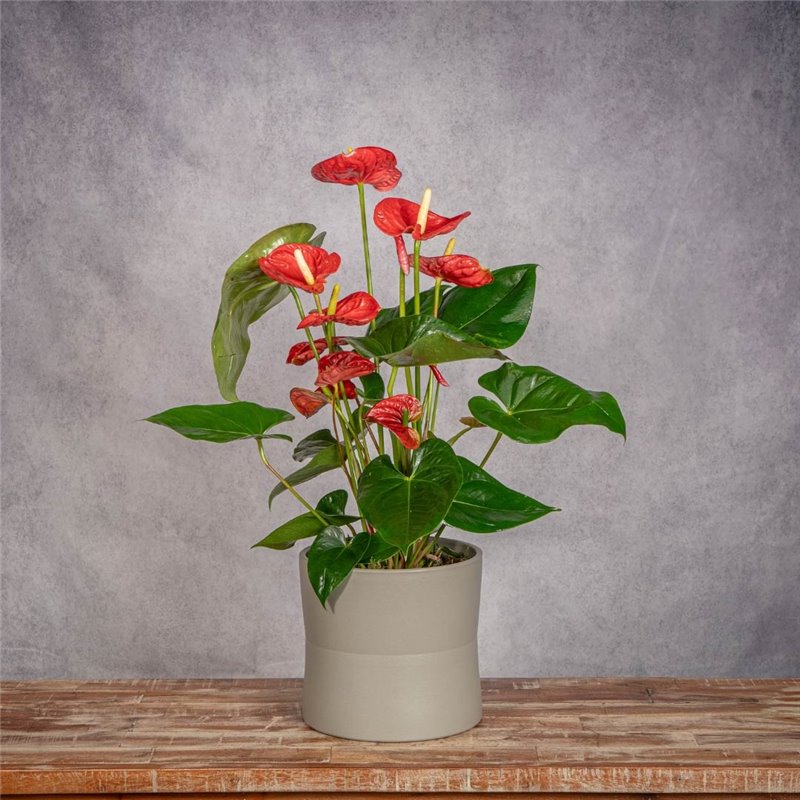 PLANTA ANTHURIUM