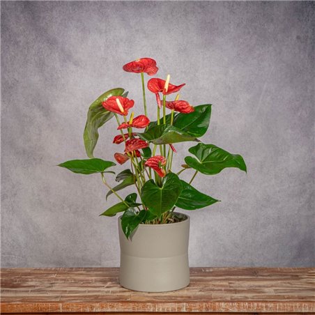 PLANTA ANTHURIUM