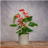 PLANTA ANTHURIUM