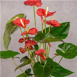 PLANTA ANTHURIUM
