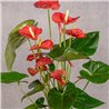 PLANTA ANTHURIUM