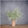 JARRA CON PANICULATA