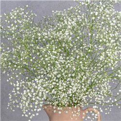 JARRA CON PANICULATA