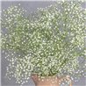 JARRA CON PANICULATA