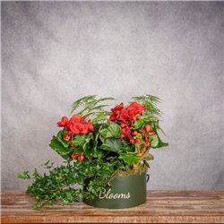 SOMBRERERA BEGONIA