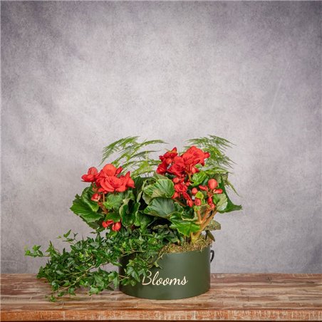 SOMBRERERA BEGONIA