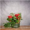 SOMBRERERA BEGONIA