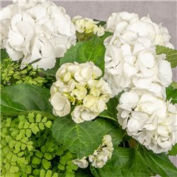 SOMBRERERA DE HORTENSIAS