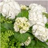 SOMBRERERA DE HORTENSIAS