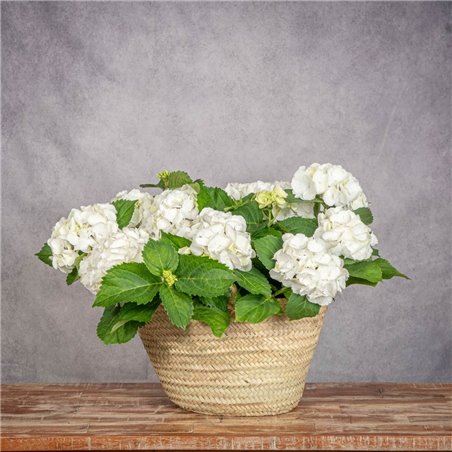 COMPOSICIÓN DE HORTENSIAS BLANCAS