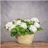 COMPOSICIÓN DE HORTENSIAS BLANCAS