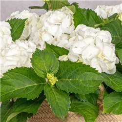 COMPOSICIÓN DE HORTENSIAS BLANCAS