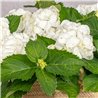 COMPOSICIÓN DE HORTENSIAS BLANCAS