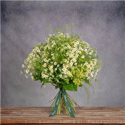 DAISES