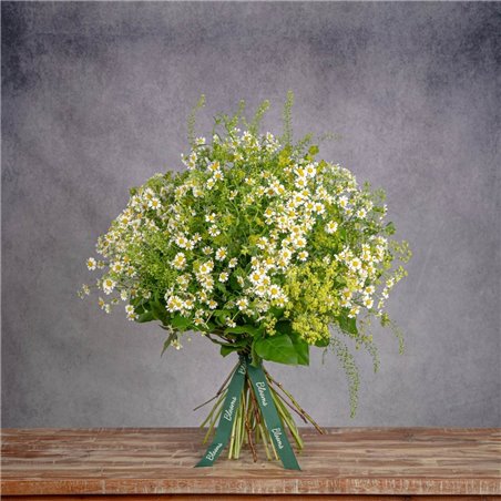 DAISES