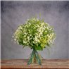 DAISES