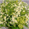 DAISES